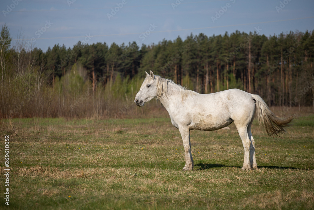 white horse on the field