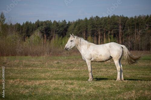 white horse on the field © Liubov Kartashova