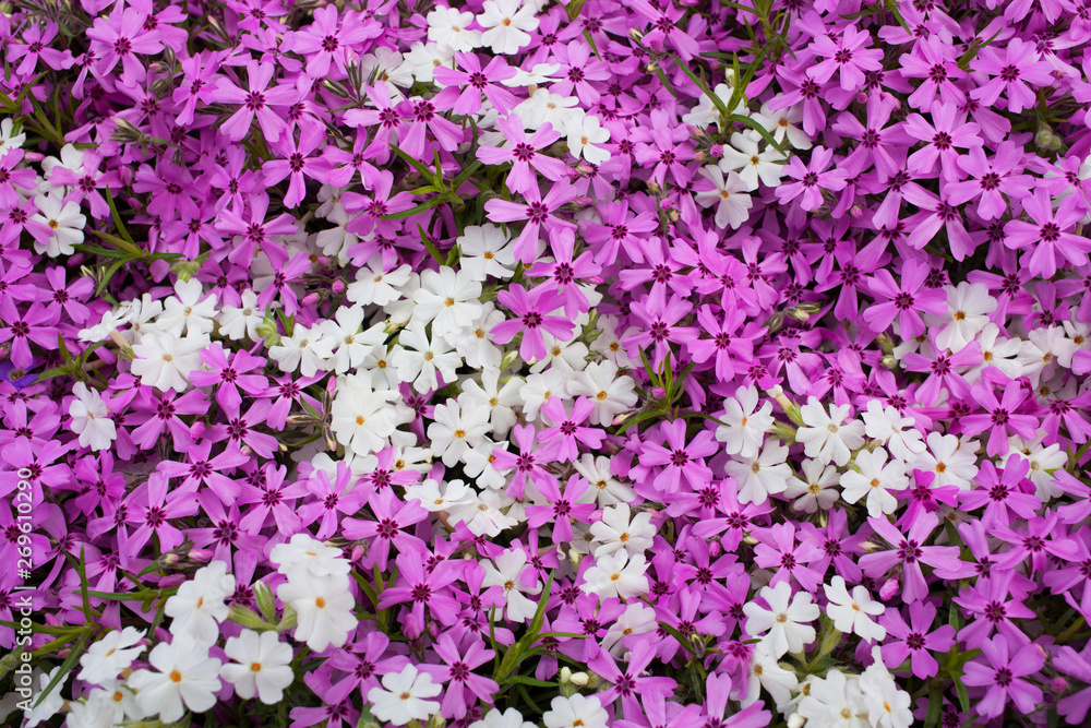 A carpet of pink and white phlox flowers