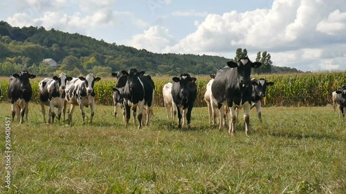 Wallpaper Mural Animal Feeding, Eco Farming Concept. Outdoors Portrait of Herd of Black and White Cows Eating Green Grass Torontodigital.ca