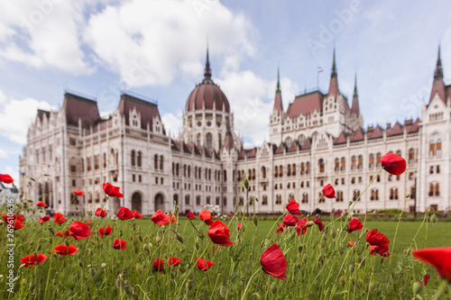Poppy flowers with View of the Hungarian Parliament in Budapest