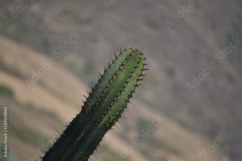 Cactus