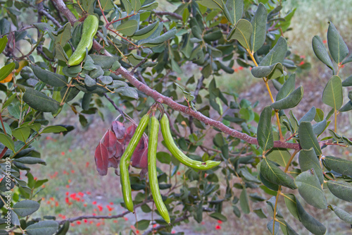 Carob tree or Locust bean with pods