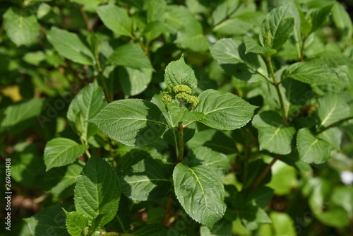 Wallpaper Mural Hydrangea flowers begin to bloom Torontodigital.ca