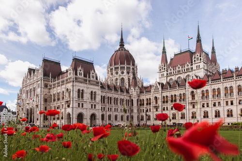 Photography Poppy flowers with View of the Hungarian Parliament in Budapest