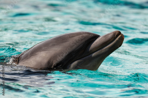 Dolphin in water