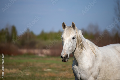 white horse on the field © Liubov Kartashova