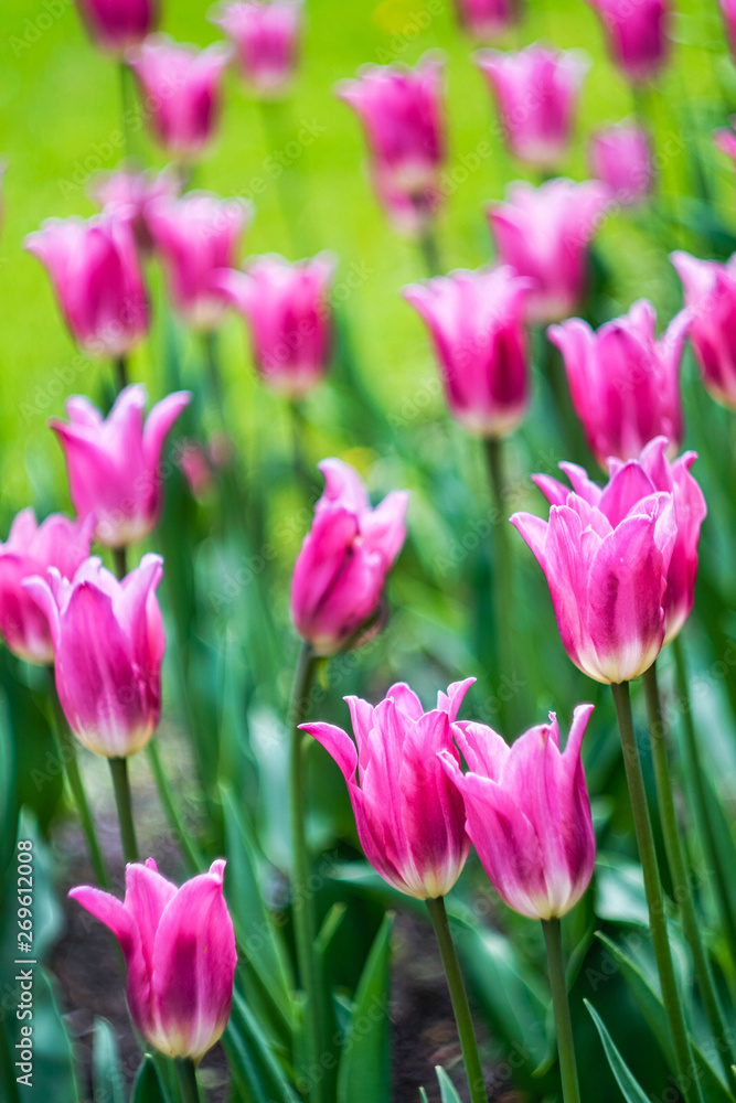 elegant bright pink tulips on a flower bed