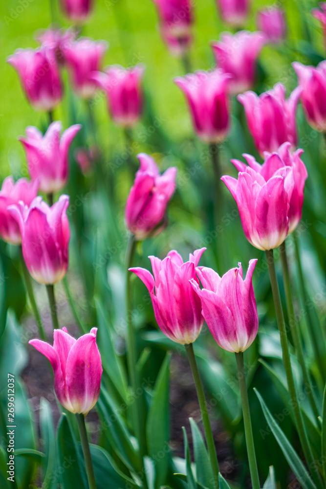graceful pink tulips on a flower bed