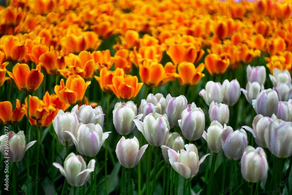 orange and pink tulips, background image orange and pink tulips, background image