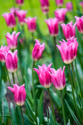 graceful pink tulips on a flower bed