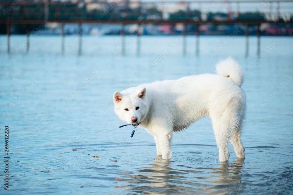 Fototapeta premium Dog Japanese breed Akita inu white running on the water playing walking with the hostess on vacation .