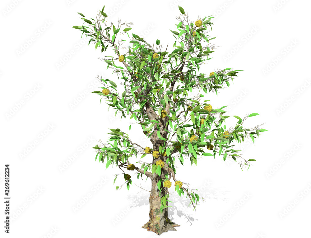 Obraz premium Renderowanie 3D - drzewo Durian izolowanych na białym tle wykorzystanie naturalnego projektowania plakatu lub tapety, projektowanie ilustracji 3D.