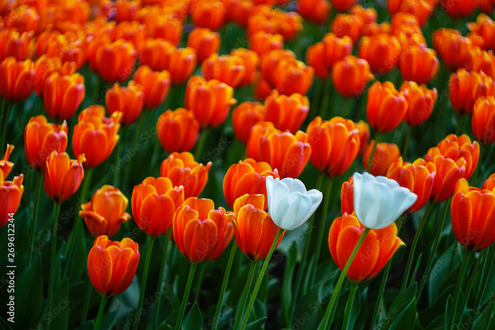 two white tulips on a background of red tulips