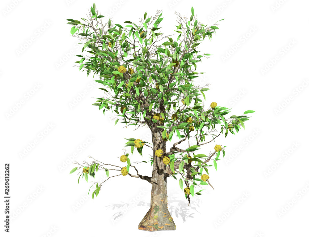 Obraz premium 3D rendering - Durian tree isolated over a white background use for natural poster or wallpaper design, 3D illustration Design.