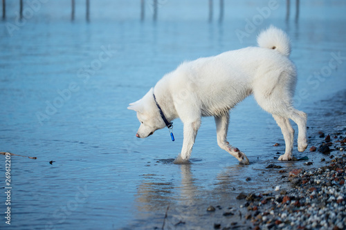 Dog Japanese breed Akita inu white running on the water playing walking with the hostess on vacation .