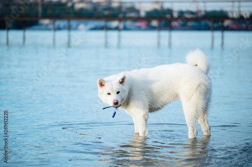 Dog Japanese breed Akita inu white running on the water playing walking with the hostess on vacation . © Delete