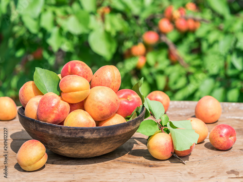 Ripe apricots in the wooden bowl on the table.