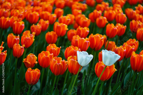 two white tulips on a background of red tulips