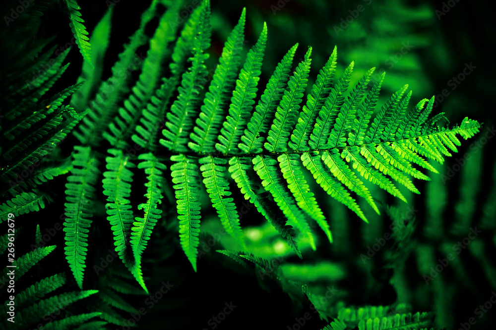 Bright fern leaves in low key contrast