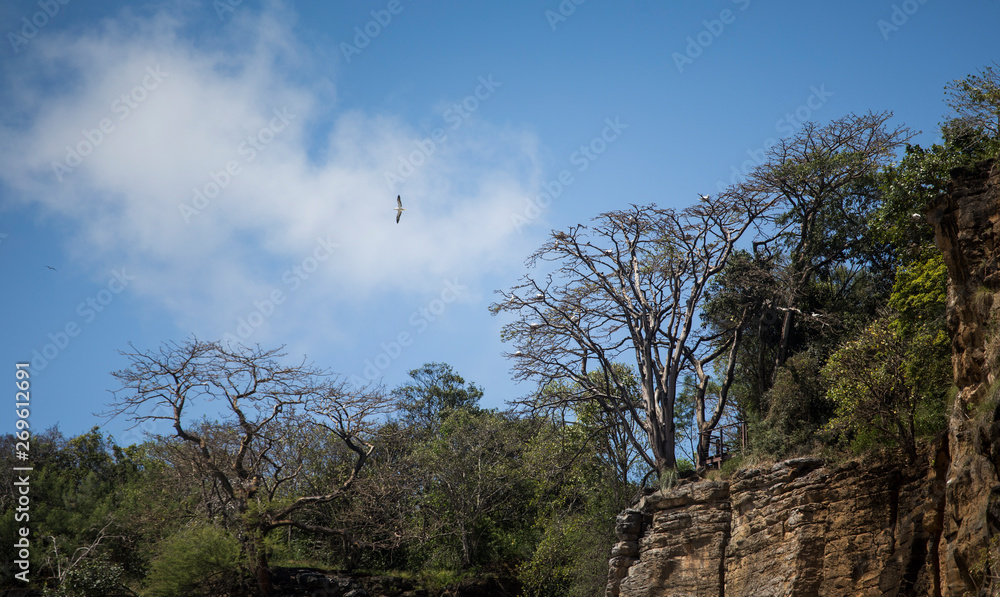 Seagull flying over trees in the Fernando de Noronha archipelago, Brazil.