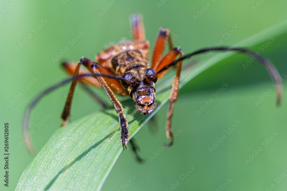 Fototapeta premium Stenocorus
