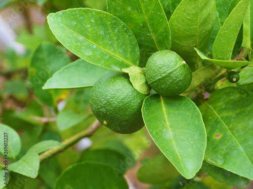 Wallpaper Mural fresh limes Torontodigital.ca