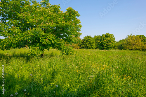 Trees in a green field below a blue cloudy sky in sunlight in spring