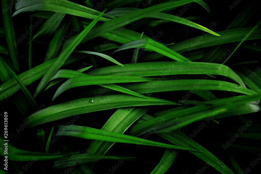 Grass with long leaves in a low key Grass with long leaves in a low key