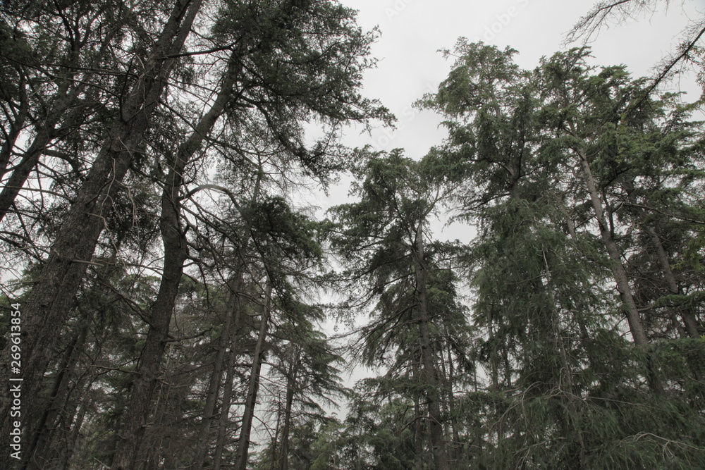 trees in the forest trees in the forest
