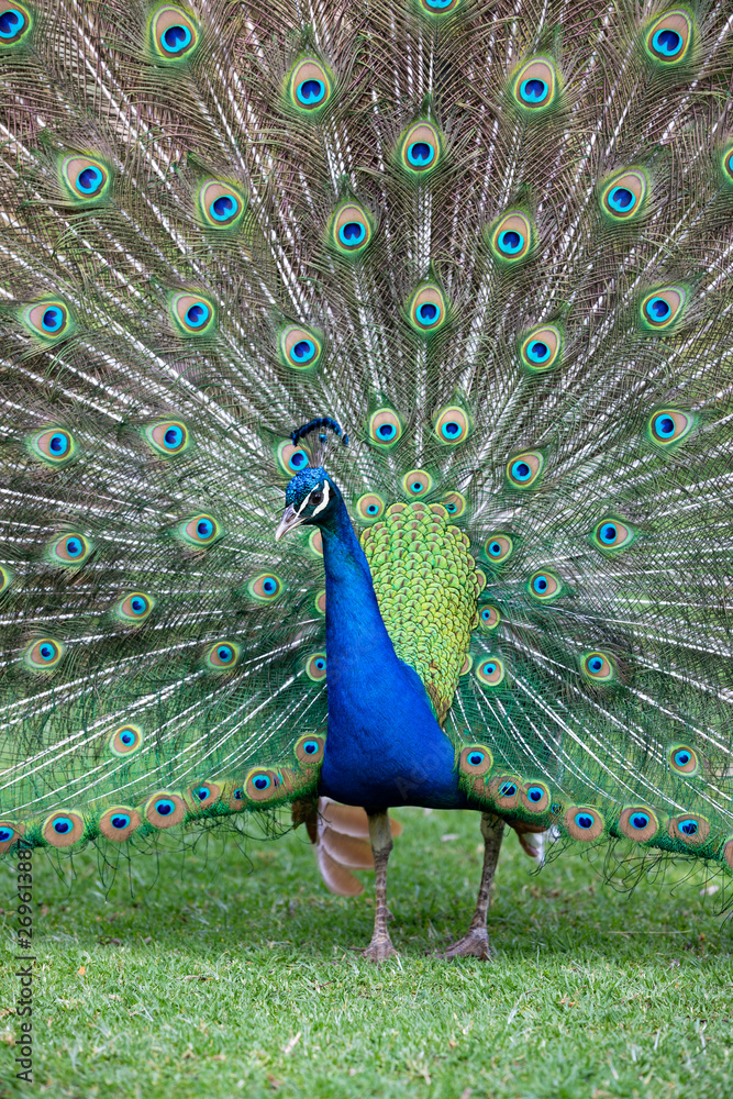 Obraz premium Peacock with all its colors