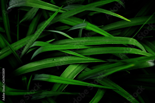 Grass with long leaves in a low key