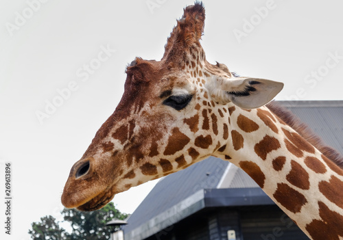 Close up of giraffe's head and neck.