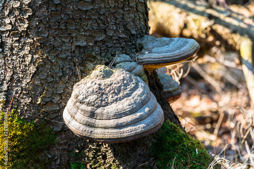 pathogen - Polypore fungus. This species infects trees through broken bark, causing rot and continues to live on trees long after they have died, as a decomposer