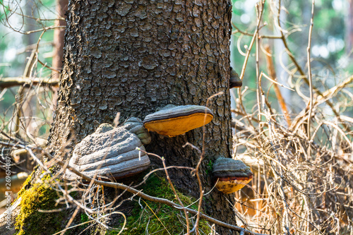 pathogen - Polypore fungus. This species infects trees through broken bark, causing rot and continues to live on trees long after they have died, as a decomposer photo