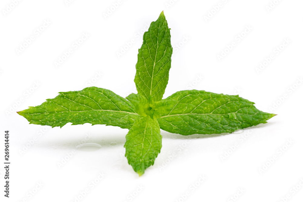 fresh mint on white background fresh mint on white background