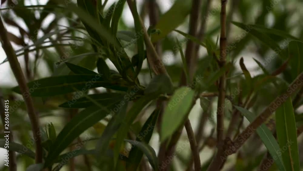 Rotation around the green leaves of a spikey plant with shallow depth of field Rotation around the green leaves of a spikey plant with shallow depth of field