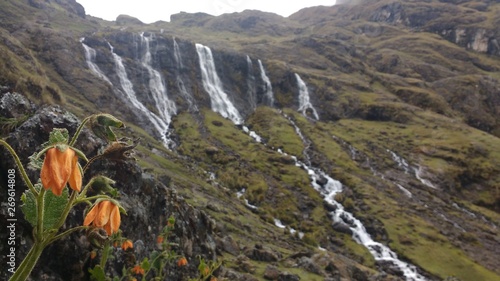 Flores altoandinas en las montañas de los andes