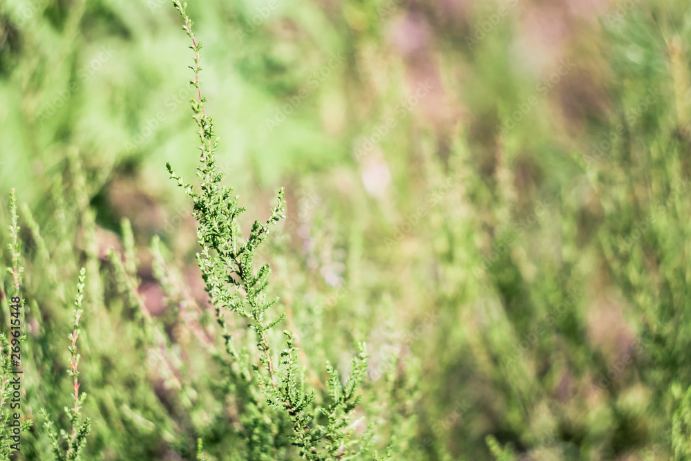 Close up of Common Heather / Ling / Scotch Heather ( Calluna vulgaris) on green blurred background on a sunny summer day. The beginning of flowering Close up of Common Heather / Ling / Scotch Heather ( Calluna vulgaris) on green blurred background on a sunny summer day. The beginning of flowering