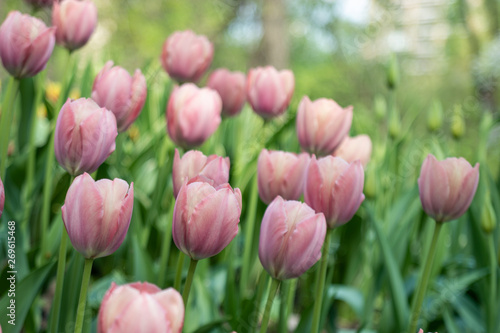 beautiful pale pink tulips blooming in the spring Park