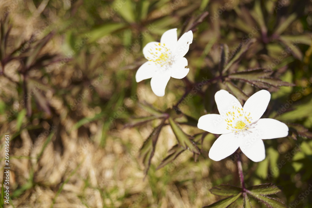 Wild flowers - wood anemone, windflower - Anemone nemorosa Wild flowers - wood anemone, windflower - Anemone nemorosa