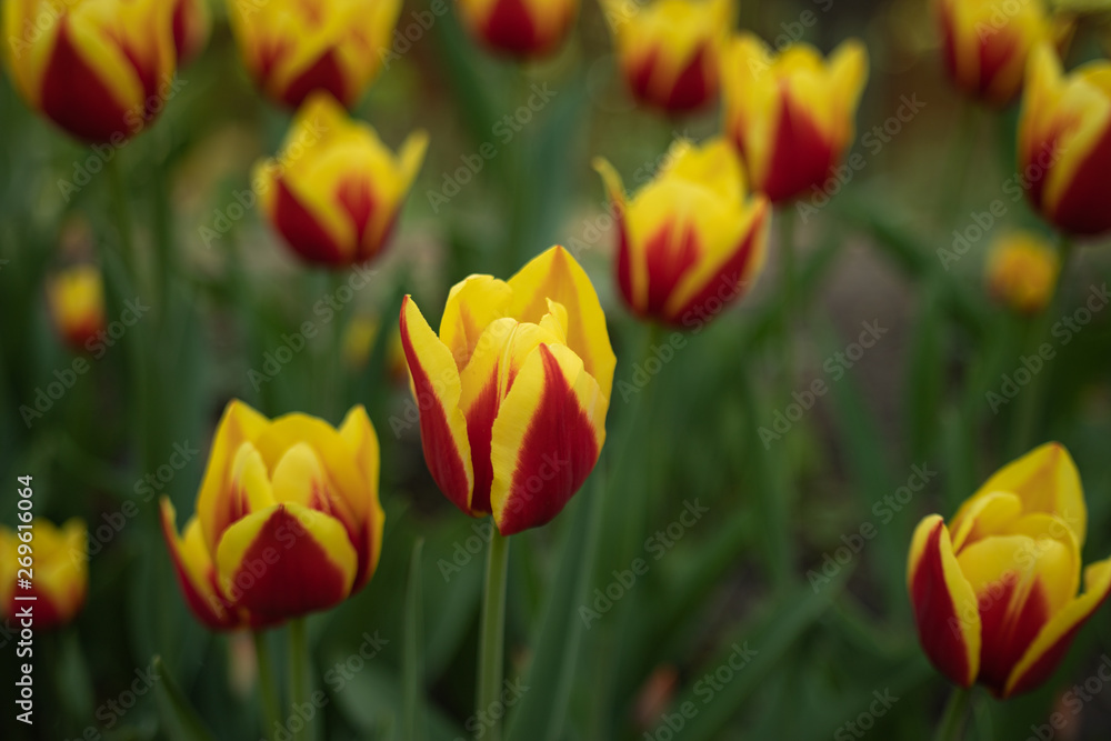 red tulips with yellow pattern bloom on a Sunny day in the Park on a background of green leaves