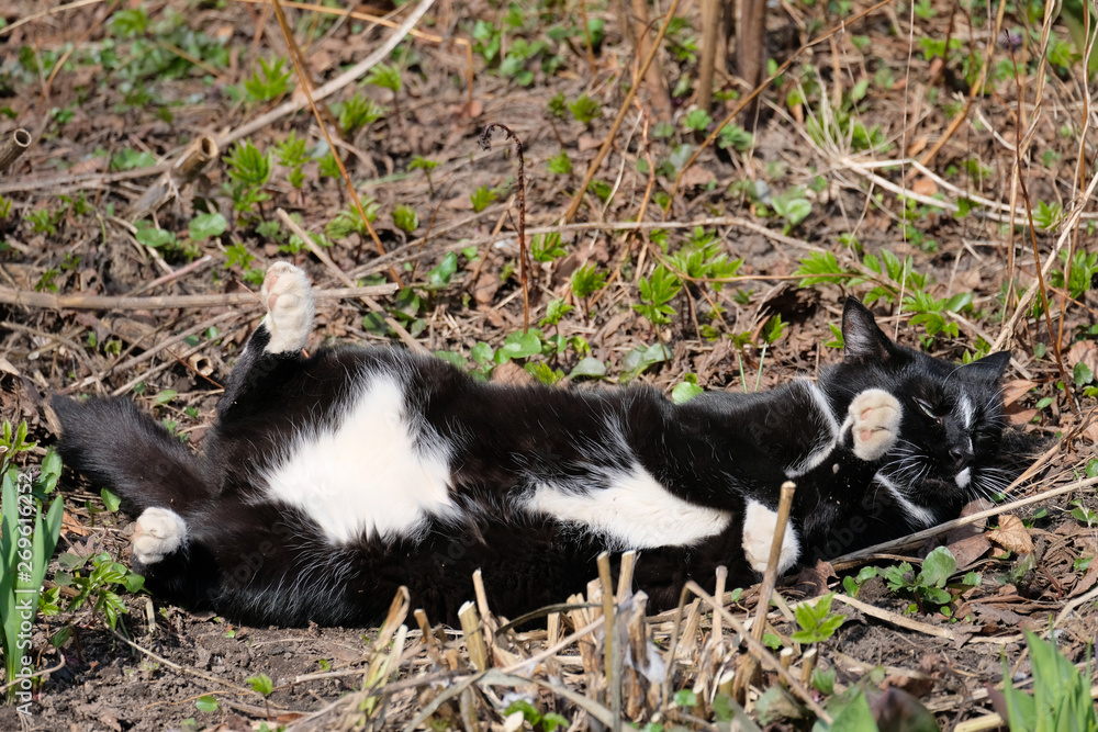 Luxurious black cat lying on the ground among the early green spring Sunny day.