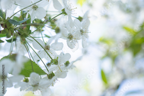 white Apple flowers on a blurred background of flowering trees
