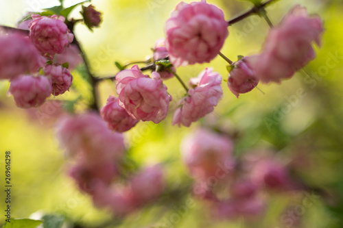sakura. cherry blossom in springtime  beautiful pink flowers