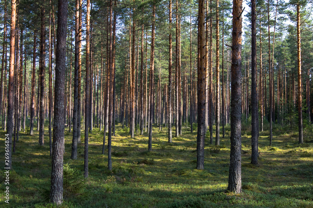 the pine forest is lit by the sun the pine forest is lit by the sun