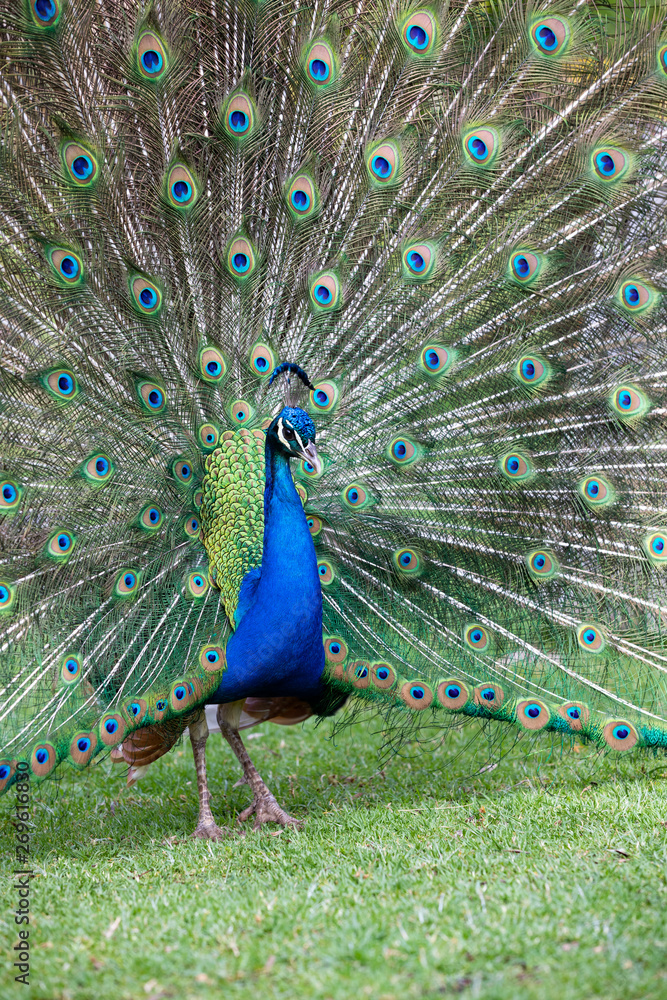 Obraz premium Peacock with all its colors