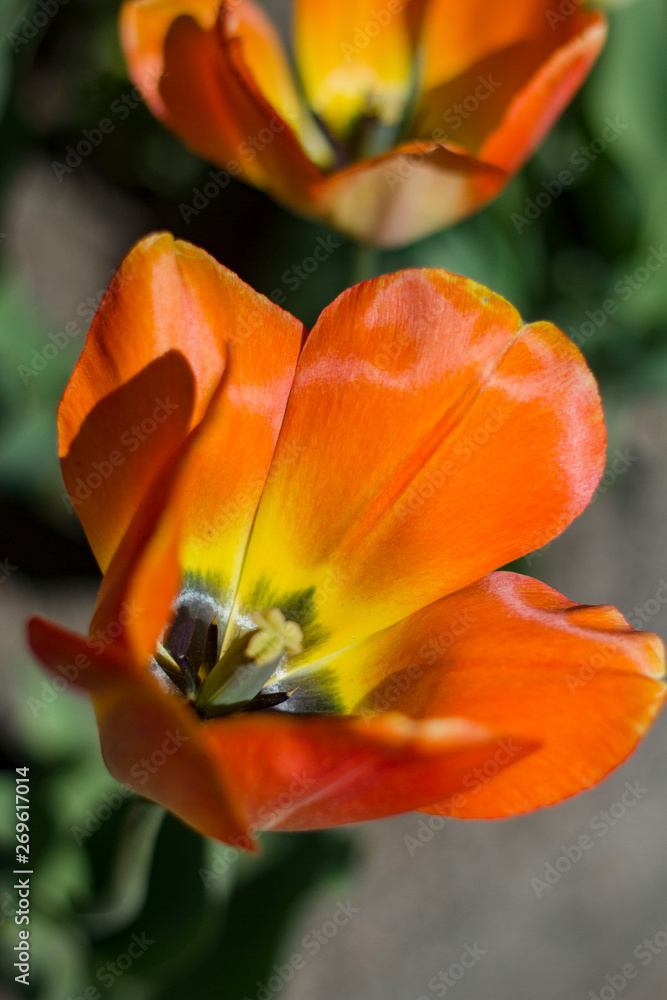 flower of a beautiful red-yellow tulip close up . flower of a beautiful red-yellow tulip close up .