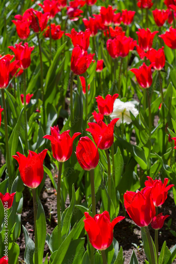 meadow with bright multicolored tulips lit by the spring sunshine meadow with bright multicolored tulips lit by the spring sunshine