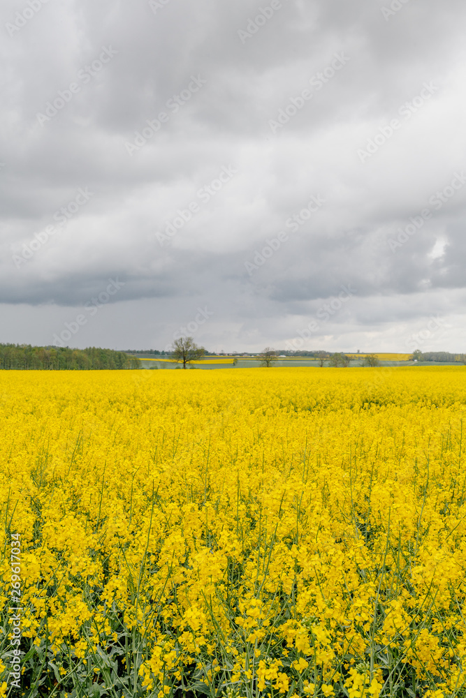 yellow oilseed field agriculture business